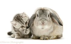 two small kittens are playing with a rabbit's head in front of them