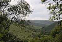 an open area with trees and hills in the distance