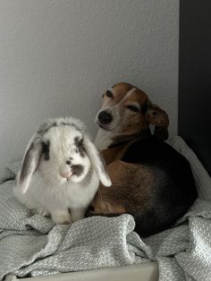 two dogs and a rabbit sitting on a bed