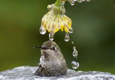 a hummingbird sitting on top of a rock next to a flower and water drops