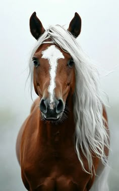 a brown and white horse with long hair on it's head looking at the camera