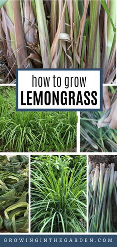 how to grow lemongrass in the garden