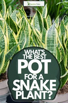 potted plants with the words what's the best pot for a snake plant?