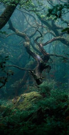 an old tree in the middle of a forest filled with green leaves and mossy trees