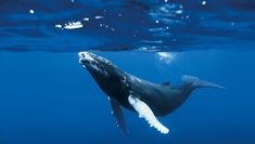 a humpback whale swimming in the ocean