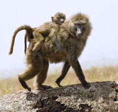 a small monkey standing on top of a rock