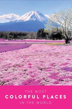 the most colorful places in the world with pink flowers and mountains in the back ground