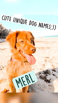 a dog sitting on the beach with a sign that says merl in front of it