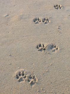 an animal's paw prints are shown in the sand