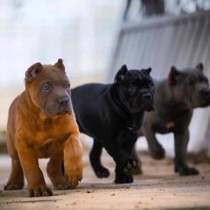 three different colored dogs running on the ground in front of each other, one black and one brown