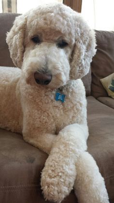 a white poodle sitting on top of a brown couch