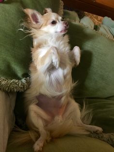 a small white dog standing on its hind legs in front of a green pillow with it's paws up