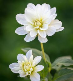 two white flowers with green leaves in the background