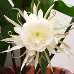 a large white flower in a brown pot