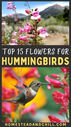 the top 15 flowers for hummingbirds