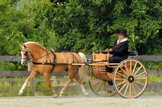 a woman riding on the back of a brown horse pulling a carriage down a grass covered field