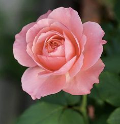 a pink rose with green leaves in the background