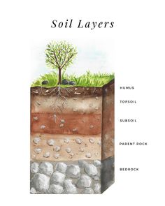 the soil layers are labeled with different types of rocks and plants in them, including trees