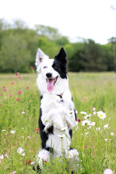 a black and white dog standing on its hind legs in a field full of flowers