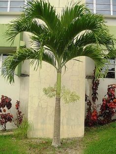 a palm tree in front of a house with white walls and green grass around it