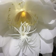 a large white flower with yellow stamens