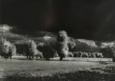 black and white photograph of trees in field