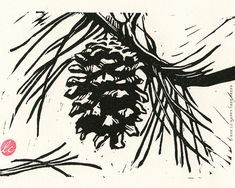 an ink drawing of a pine cone on a branch