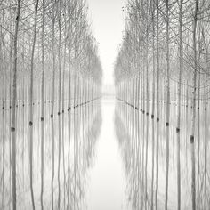 trees are reflected in the water on a foggy day with no one around them