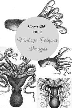 vintage octopus images are shown in black and white, with the words copylight free