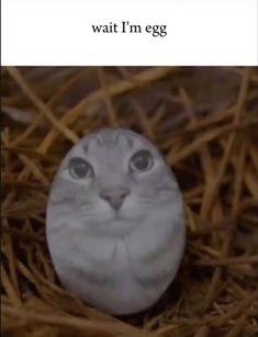 a cat is sitting in the hay with an egg on it's head and caption that reads, wait i'm egg