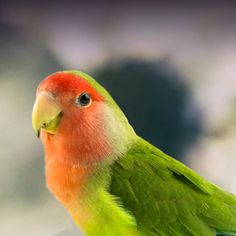 a green and orange bird sitting on top of a wooden post with its head turned to the side