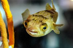 a fish with yellow spots on it's face is swimming in an aquarium tank