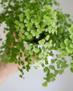 a hand holding a plant with green leaves