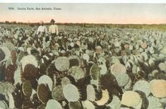 an old photo of people standing in a field with cacti on the ground