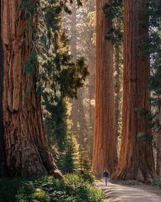 a person walking down a dirt road surrounded by tall trees