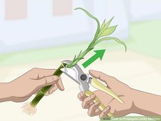 How to Propagate Lucky Bamboo: 14 Steps (with Pictures) - wikiHow Indoor Bamboo Plant, Indoor Bamboo, Bamboo Planter