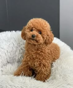 a small brown dog sitting on top of a fluffy white bed