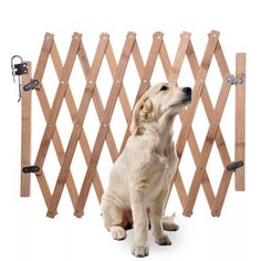 a dog is sitting in front of a wooden fence and looking up at the sky