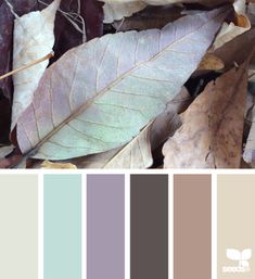 some leaves and other things that are on the ground with color swatches in them