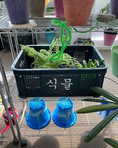 two blue pots with plants in them on a rack