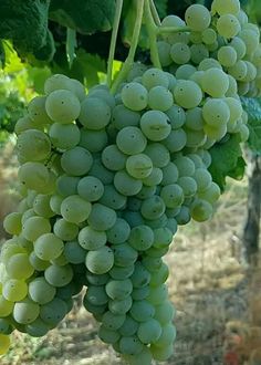 bunches of green grapes hang from the vine in an outdoor area with dirt and grass