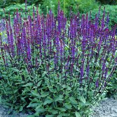 purple flowers are blooming in the garden