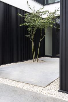 a small tree sitting in the middle of a cement area next to a black building