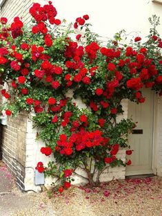 red flowers growing on the side of a building