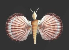 a shell shaped like a butterfly on a black background