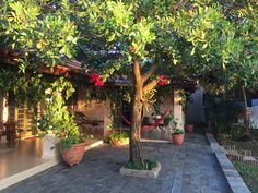 an outdoor patio with potted plants and trees