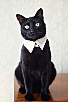 a black cat wearing a white collar and bow tie with yellow eyes looking at the camera