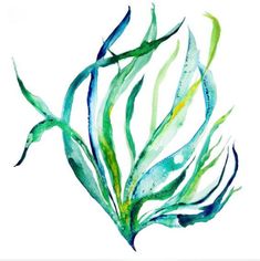 watercolor painting of seaweed on white background