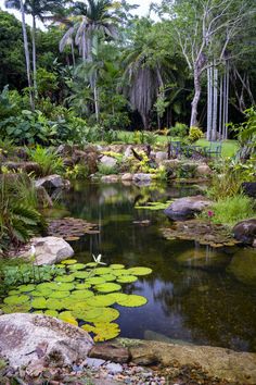 a small pond with lily pads in the middle of a lush green forest filled with palm trees