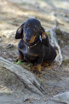 a small black and brown dog sitting on top of a dirt field next to a tree